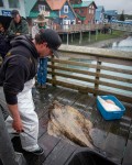 Fish cleaning in Seward Harbor