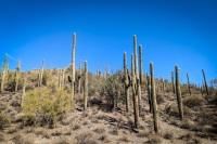 Hiking the Slate Trail at Cave Creek Park in Cave Creek AZ