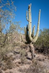 Hiking the Slate Trail at Cave Creek Park in Cave Creek AZ