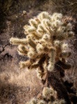 Hiking the Slate Trail at Cave Creek Park in Cave Creek AZ