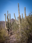 Hiking the Slate Trail at Cave Creek Park in Cave Creek AZ