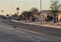 Coyotes in Sun City West, AZ