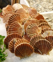 Scallops at the Market