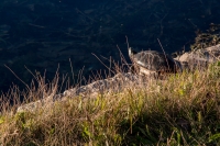 At Rattlesnake Spring in Carlsbad