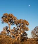 Pecos River BLM area in Carlsbad