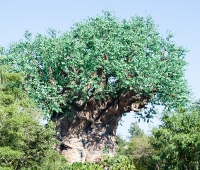 The Tree of Life