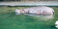 Hippo on the Kilamanjaro Safari Trek