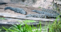 Nile Crocodile