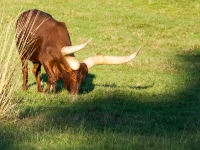 Ankole Watusi