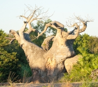 Baobab Tree on the safari