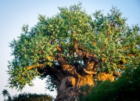 Tree of Life at dusk